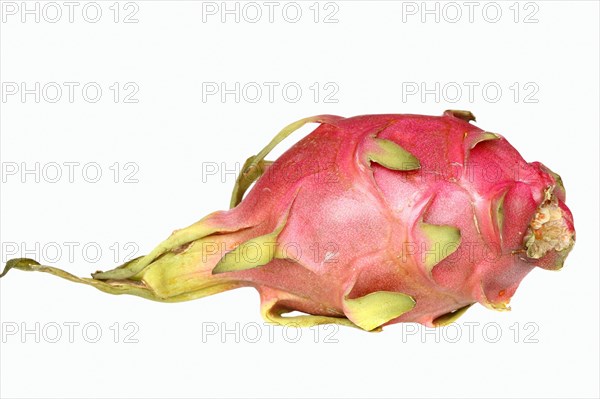 Pitahaya or Dragonfruit (Hylocereus undatus)