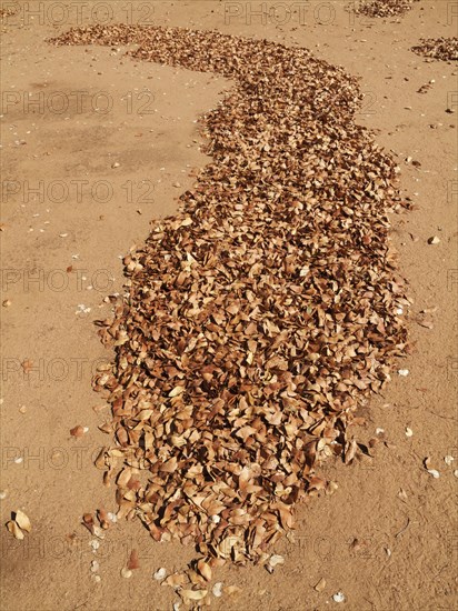 Fallen Mopane leaves (Colophospermum mopane)