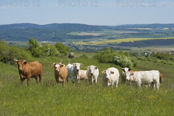 Domestic cattle standing on a pasture