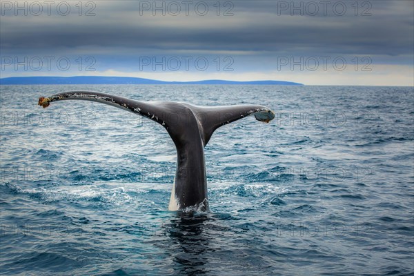 Fluke of a Southern Right Whale (Eubalaena australis)