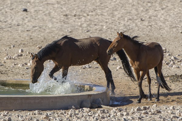 Wild horses at a watering pool in the Namib Desert