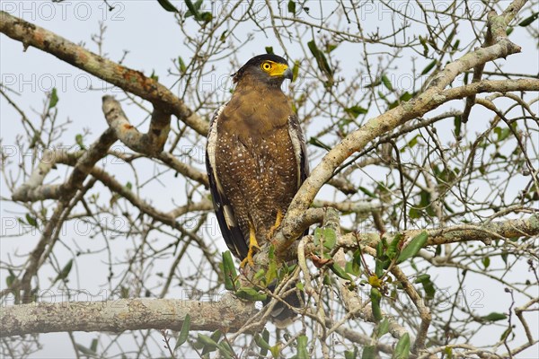 Crested Serpent Eagle (Spilornis cheela spilogaster)