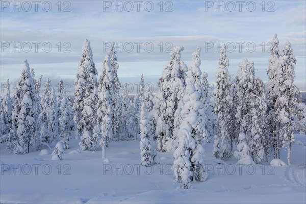 Winter forest