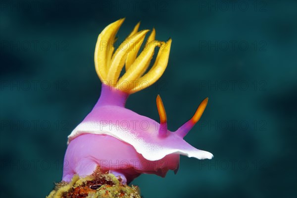 Bullocks Hypselodoris (Hypselodoris bullockii)