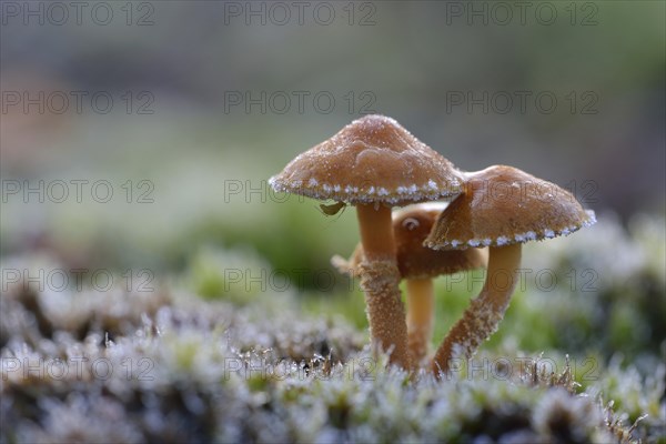 Saffron Parasol or Earthy Powder-cap (Cystoderma amianthinum)