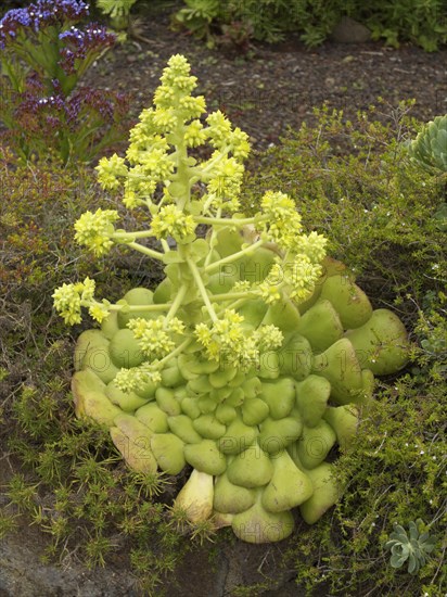 Flat Aeonium (Aeonium subplanum)