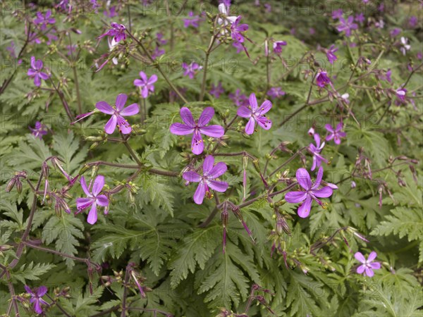 Canary Islands Geranium (Geranium canariense)