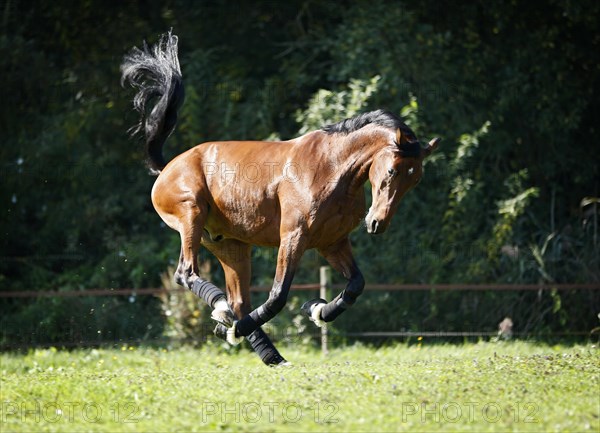 Holsteiner horse