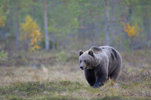 Brown Bear (Ursus arctos) in the autumnally coloured taiga or boreal forest