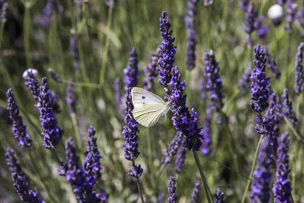 Clouded Apollo (Parnassius mnemosyne)