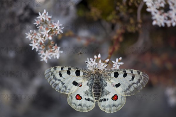 Apollo or Mountain Apollo (Parnassius apollo) butterfly sitting on a forage plant