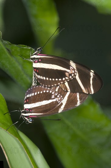 Zebra Longwing Butterflies (Heliconius charithonia)