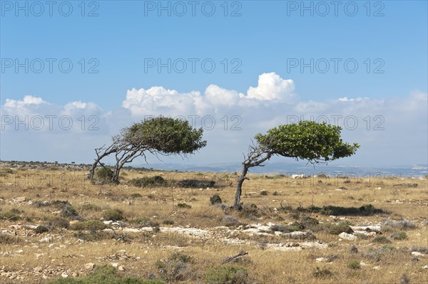 Wind blown trees