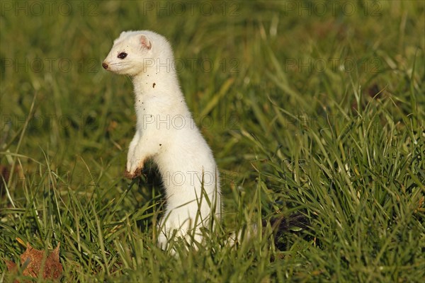 Stoat