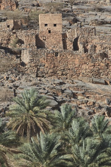 Oasis with date palms in front of the historic ruins of the village of Al Hajir