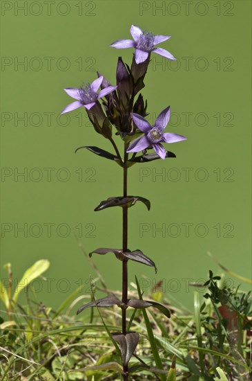 Chiltern Gentian (Gentianella germanica)