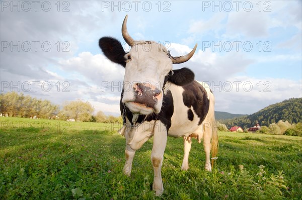 Cow on the pasture