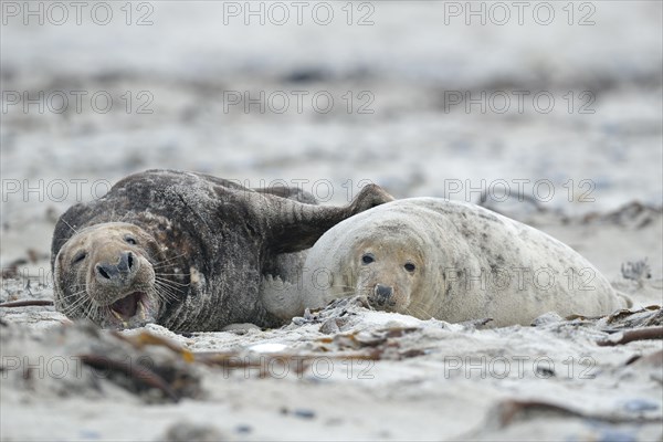 Grey seals (Halichoerus grypus) on the beach