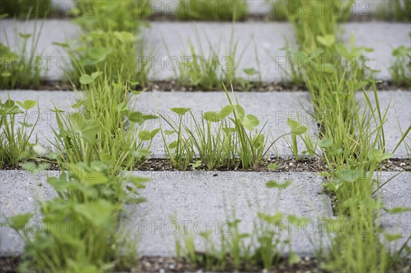 Eco-friendly paving of a parking lot with clover and grass