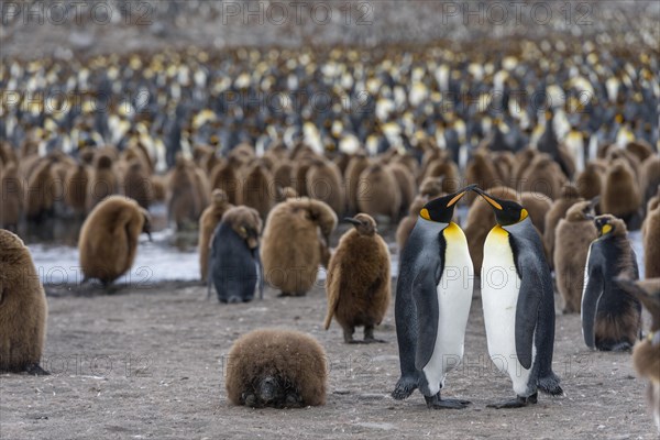 King Penguins (Aptenodytes patagonicus)