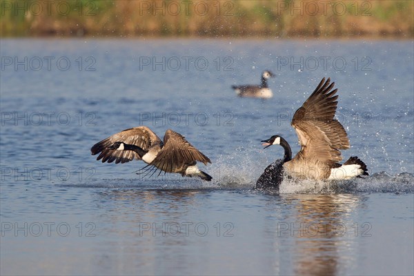 Canada Goose (Branta canadensis) chasing rival
