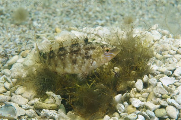 Grey Wrasse (Symphodus cinereus)