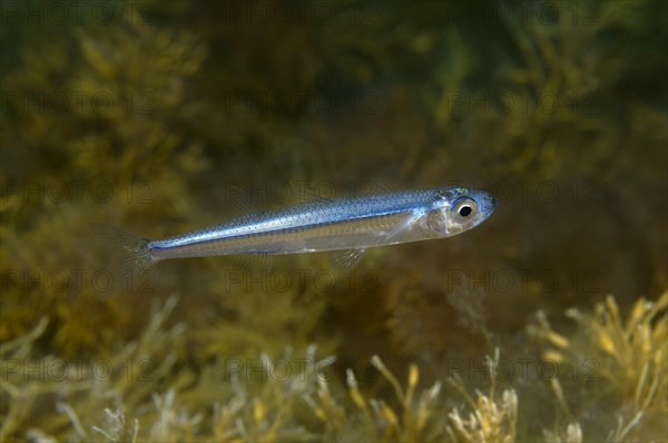 European Sprat (Sprattus sprattus)