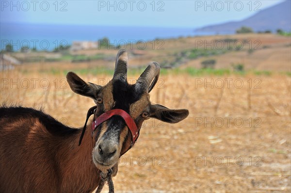 Cretan goat