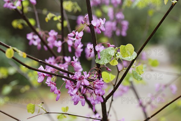 Flowering Judas Tree (Cercis siliquastrum)