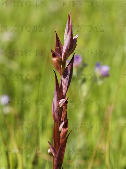 Long Lipped Serapias or Plow-Share Serapias (Serapias vomeracea ssp. Laxiflora)