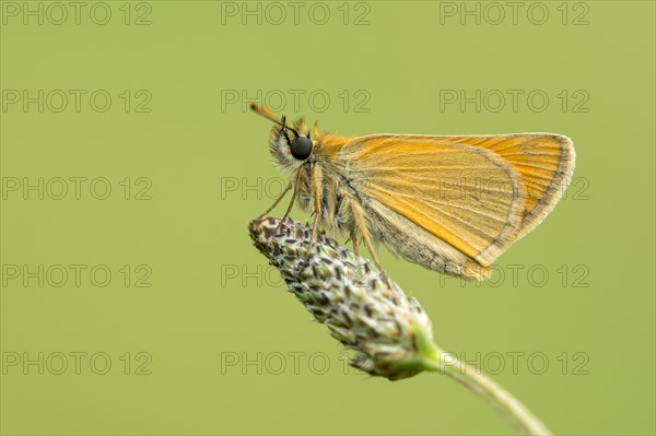 Small Skipper (Thymelicus sylvestris) sits on Grasahre