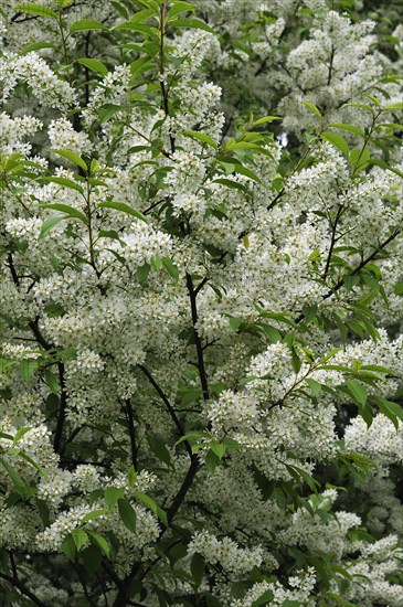 Blossoming Bird Cherry or Hackberry (Prunus padus)