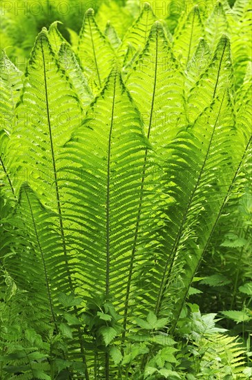 Ostrich Fern or Shuttlecock Fern (Matteuccia struthiopteris)