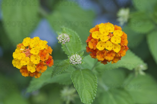 Largeleaf Lantana (Lantana camara)