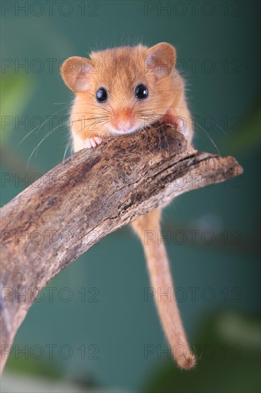 Hazel Dormouse