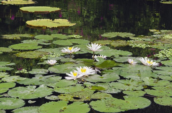 Water lilies (Nymphaea)