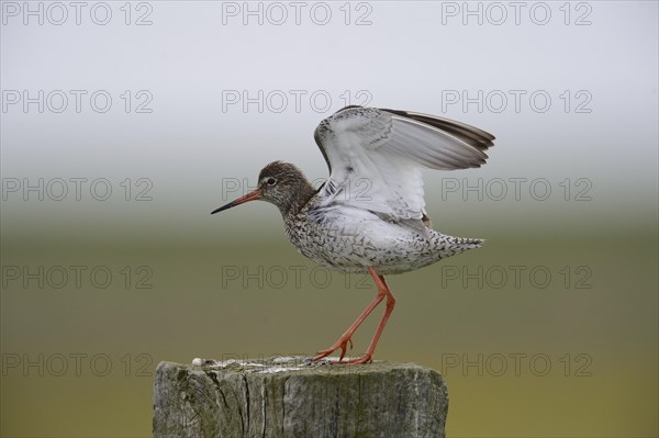 Redshank (Tringa totanus) perched on a post