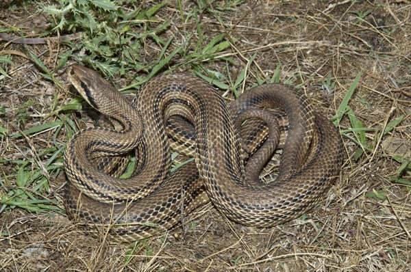 Four-lined Snake (Elaphe quatorlineata)