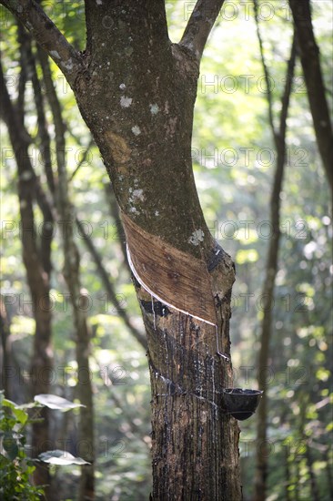 Rubber Tree (Hevea brasiliensis)