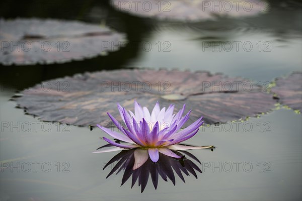 Blue Pigmy (Nymphaea colorata)