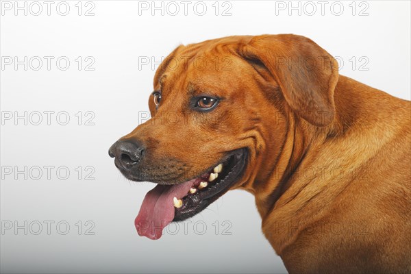 Rhodesian Ridgeback