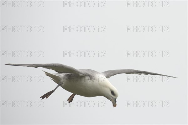 Fulmar (Fulmarus glacialis) in flight