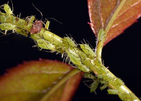 Colony of Large Rose Aphids (Macrosiphum rosae)