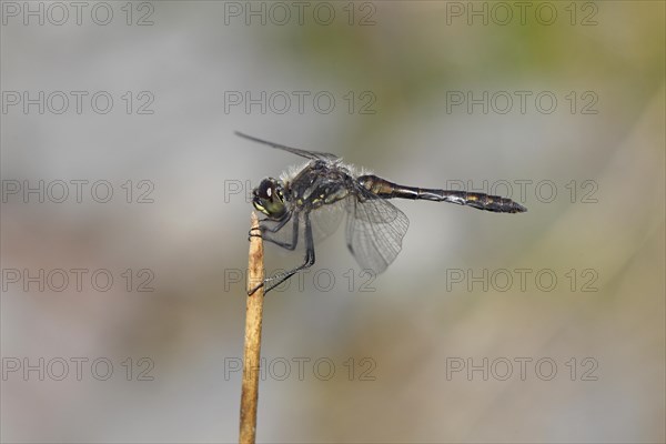 Black Darter (Sympetrum danae) sunning itself on a stalk