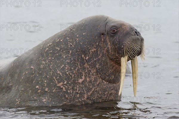 Walrus (Odobenus rosmarus)