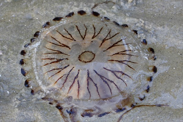 Northern Sea Nettle (Chrysaora melanaster)