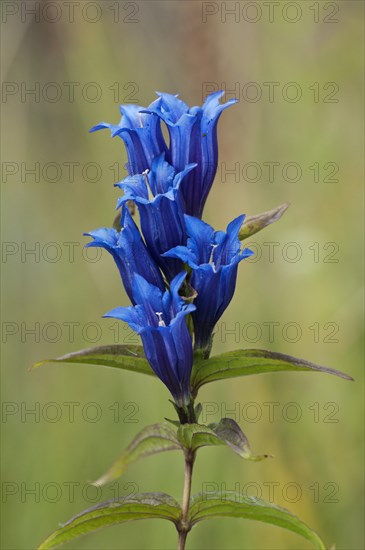 Willow Gentian (Gentiana asclepiadea)