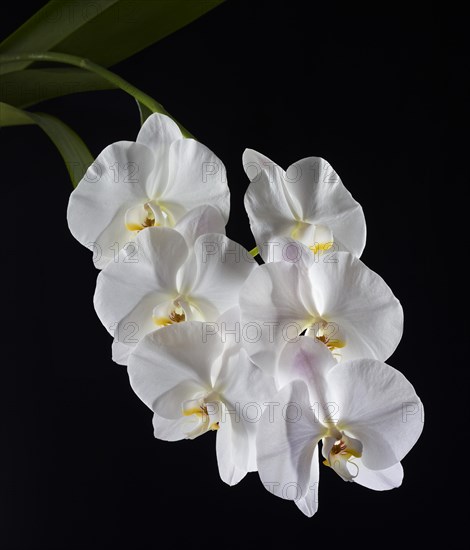 White Moth Orchid (Phalaenopsis)