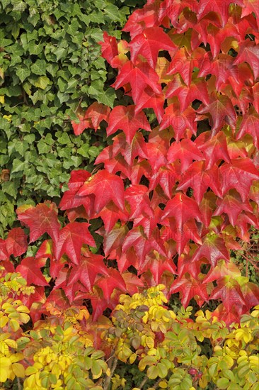 Boston ivy (Parthenocissus tricuspidata)