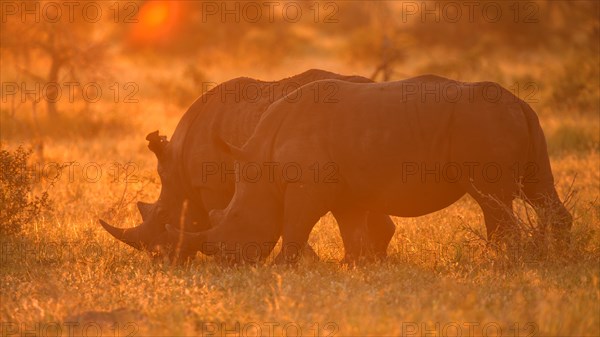 White rhinoceros (Ceratotherium simum)